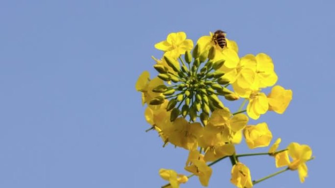 太阳下的油菜花吸引蜜蜂采集蜂蜜