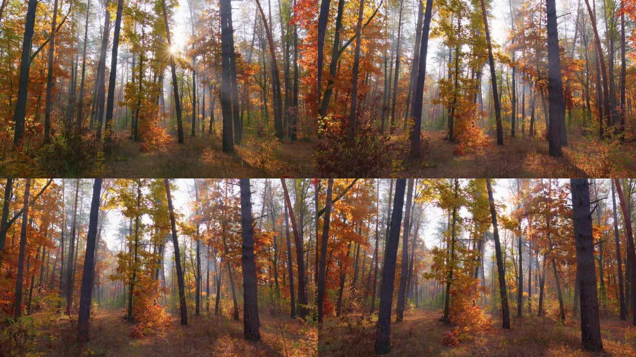 走过壮丽的秋林。金色的树叶在夕阳的光芒中。公园里的秋天，万向镜头，4K