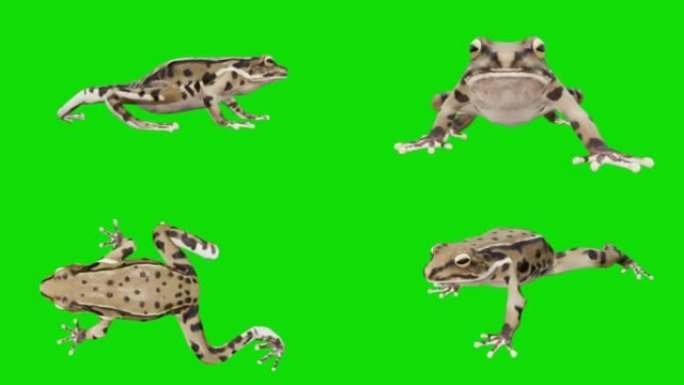 绿色屏幕上的青蛙。动物的概念，野生动物，游戏，返校，3d动画，短视频，电影，卡通，有机，色键，人物动