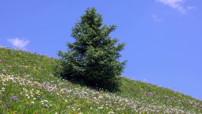 川西高原夏季花开花丛蓝天