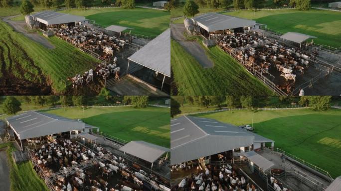空中飞越等待在大型商业奶牛场上挤奶的艾尔郡奶牛。负责温室气体排放的牲畜为气候变化做出了贡献