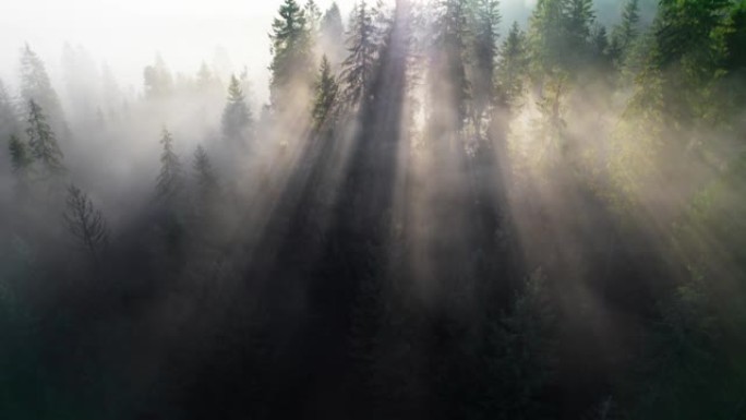 日出时，壮丽的阳光穿过森林中的浓雾。用枞树拍摄薄雾笼罩的阳光明媚的森林