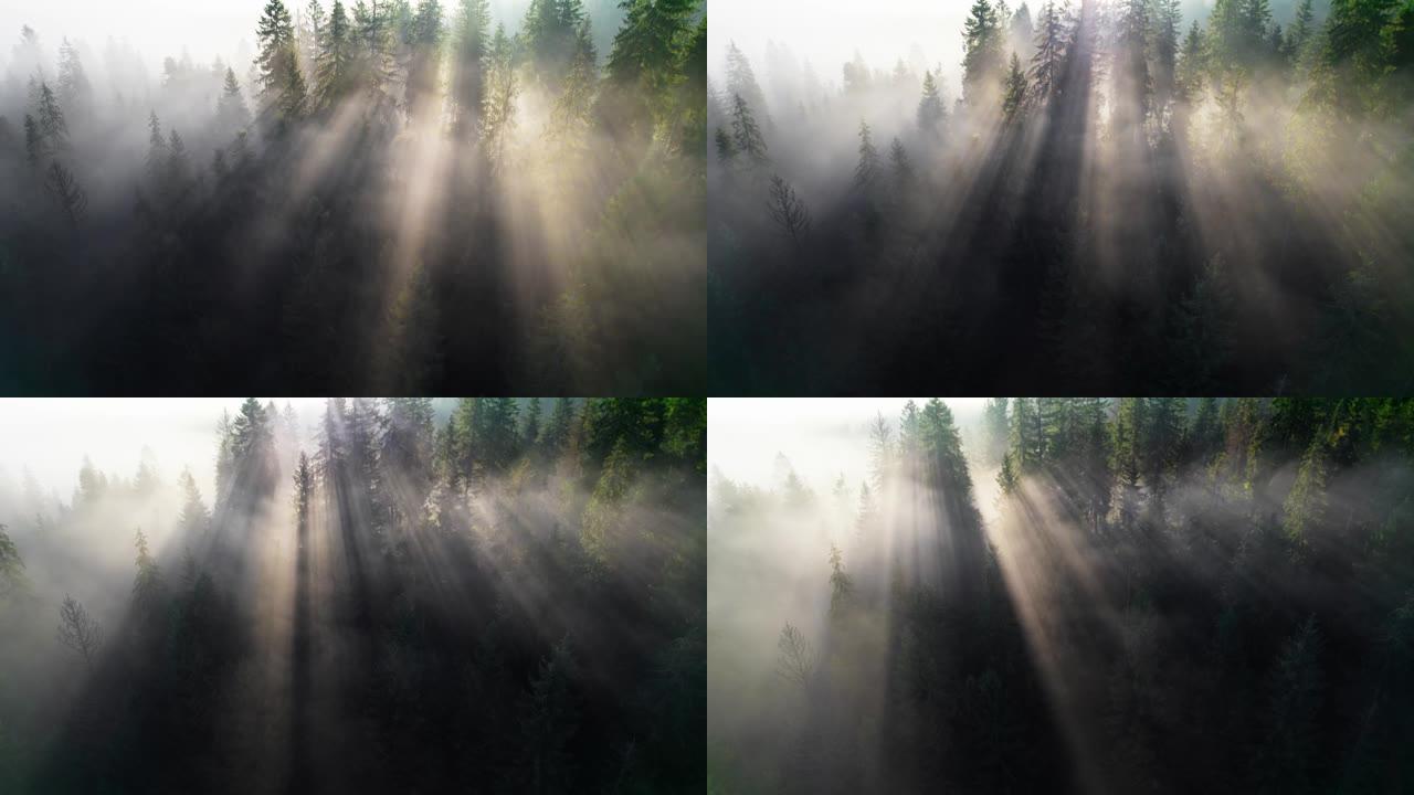 日出时，壮丽的阳光穿过森林中的浓雾。用枞树拍摄薄雾笼罩的阳光明媚的森林