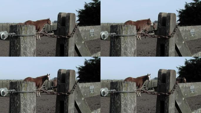 阿根廷乡村篱笆后面的马。