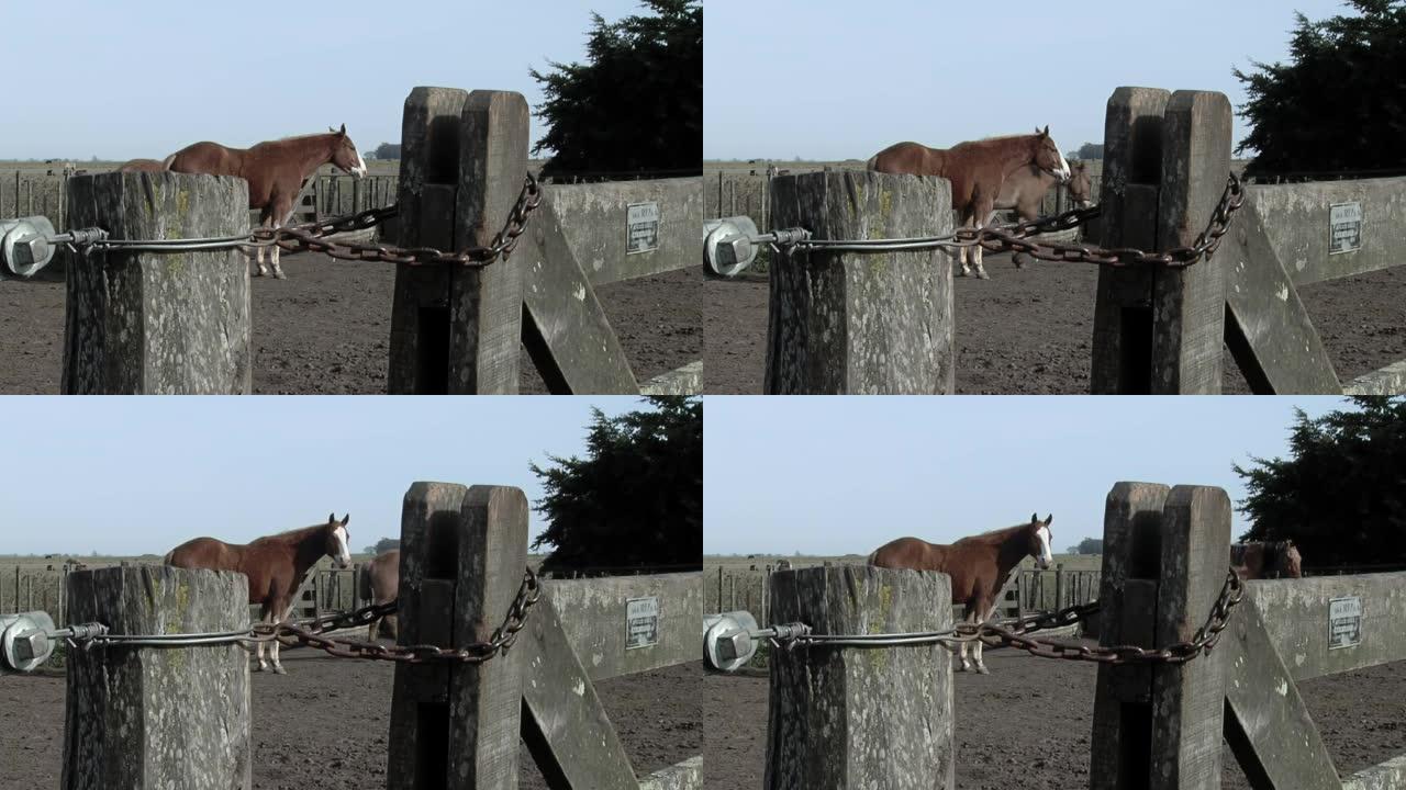 阿根廷乡村篱笆后面的马。