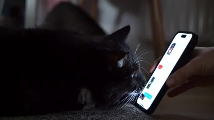 MS Person从手机屏幕向好奇的猫显示了一些东西
