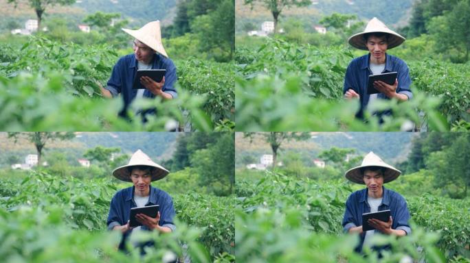 亚洲农民在辣椒地里使用数码平板电脑
