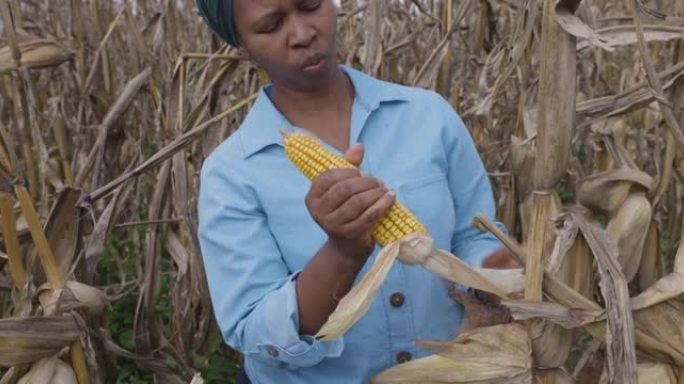 一位黑人非洲女农民的特写镜头，检查因气候变化而遭受过多降雨和冰雹破坏的玉米芯