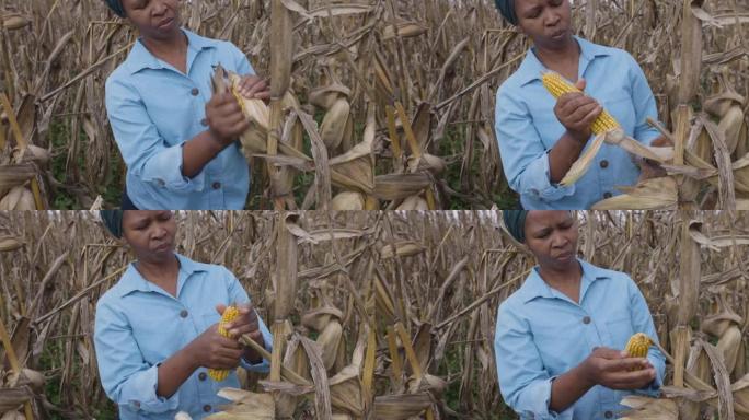 一位黑人非洲女农民的特写镜头，检查因气候变化而遭受过多降雨和冰雹破坏的玉米芯