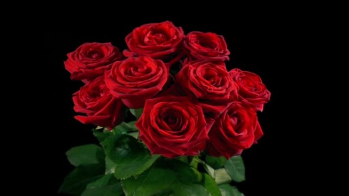 花瓶中的红玫瑰移动镜头