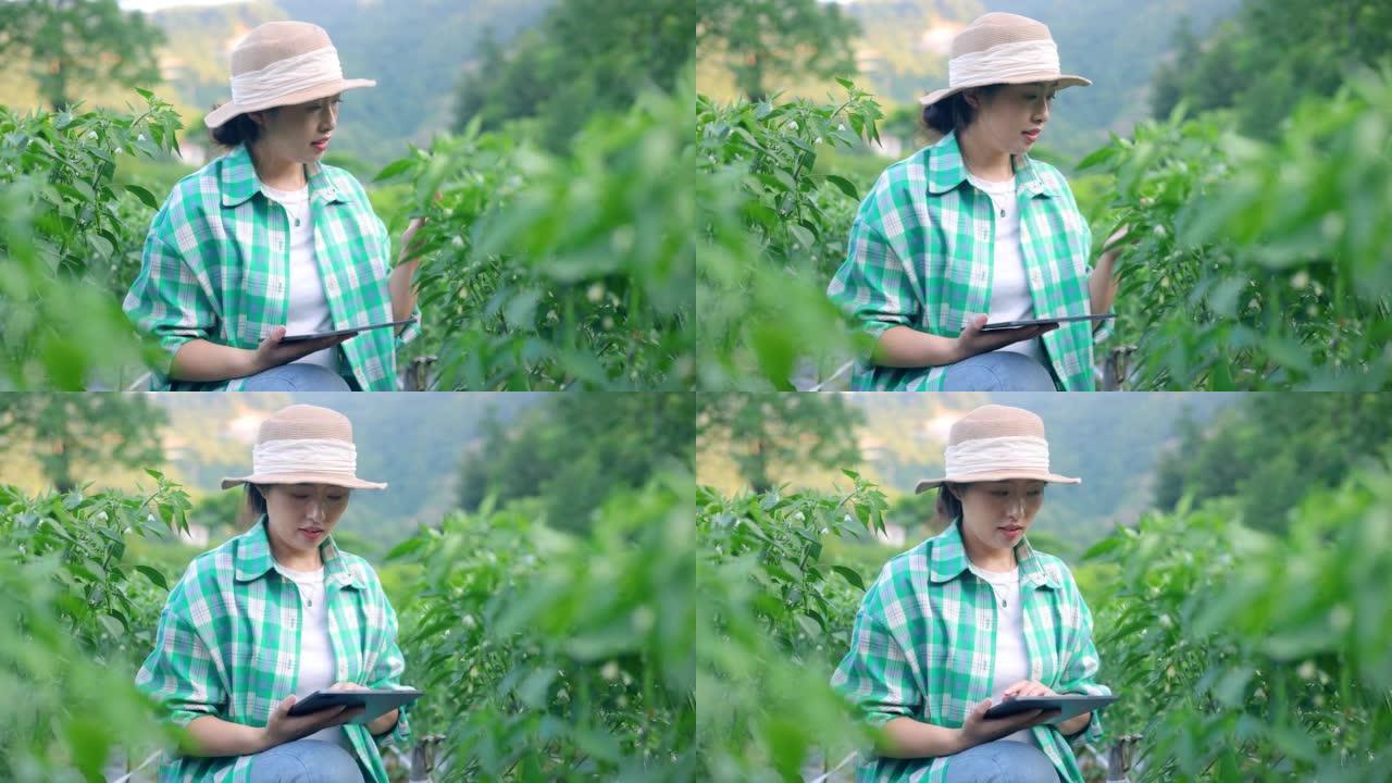 亚洲农民在辣椒田上使用数字平板电脑