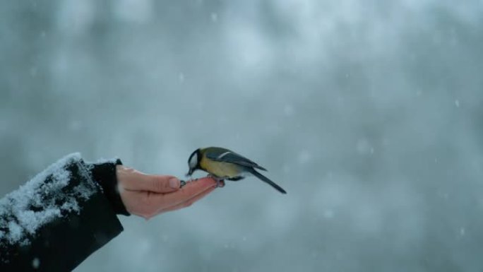 特写: 在暴风雪中，可爱的鸟从女人的手中啄出种子。