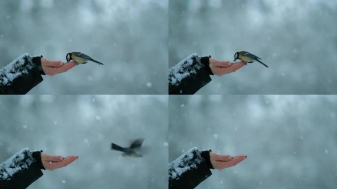 特写: 在暴风雪中，可爱的鸟从女人的手中啄出种子。