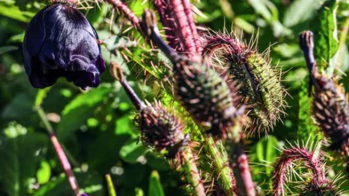 深紫色绿原虫在川西高原呈现神秘气味
