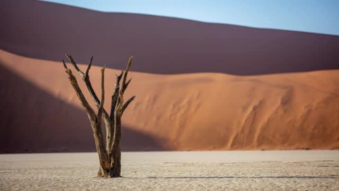 WS延时阳光充足的德德德列利树和沙丘，纳米比亚，非洲