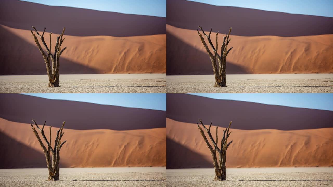 WS延时阳光充足的德德德列利树和沙丘，纳米比亚，非洲