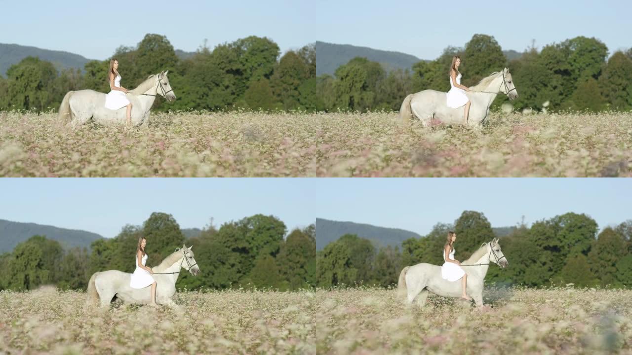 慢动作: 高加索女孩骑马沿着盛开的荞麦田地。