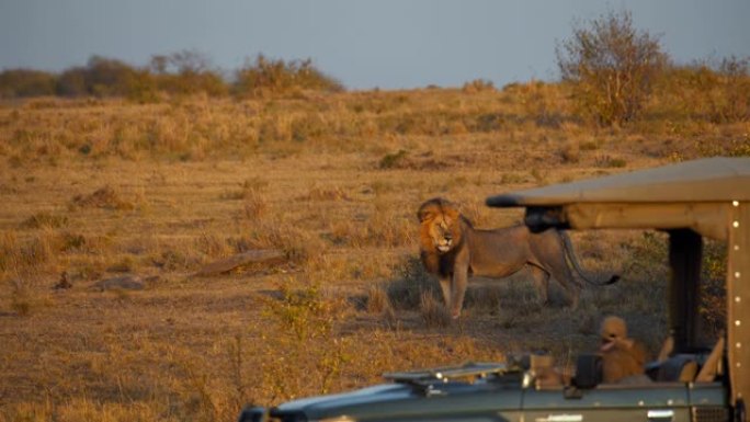 阳光野生动物保护区狮子驾驶的慢动作野生动物园车辆