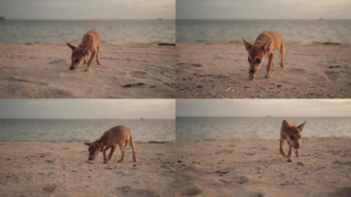 探索海滩的狗沙滩海水寻食