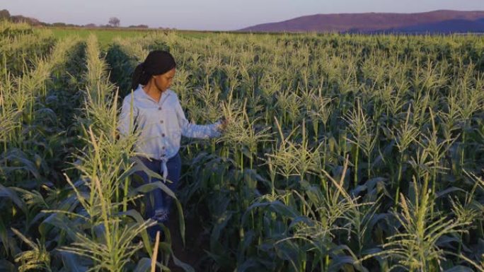 年轻的黑人非洲女农民检查并穿过绿色的玉米田