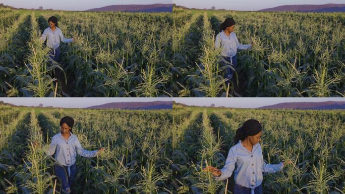 年轻的黑人非洲女农民检查并穿过绿色的玉米田