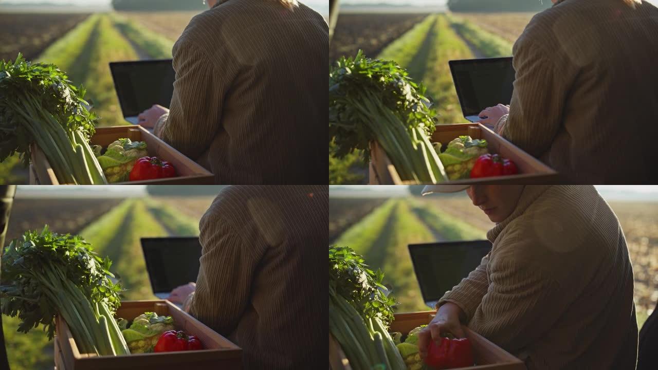 在阳光明媚的田野里用笔记本电脑收获蔬菜的女农民