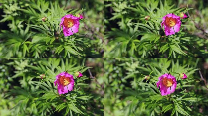 川西高原大红花: 芍药亚种。veitchii