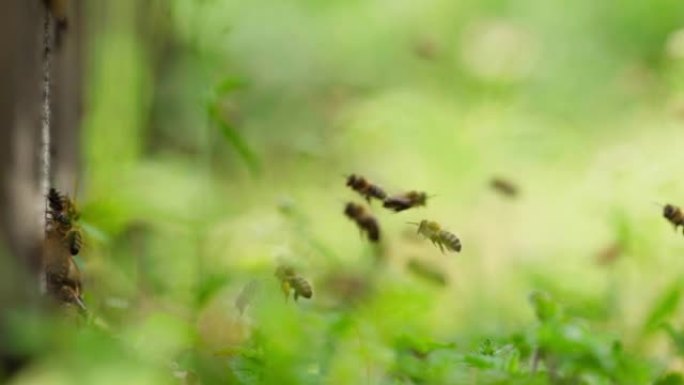 蜜蜂在春季野外飞行的慢动作