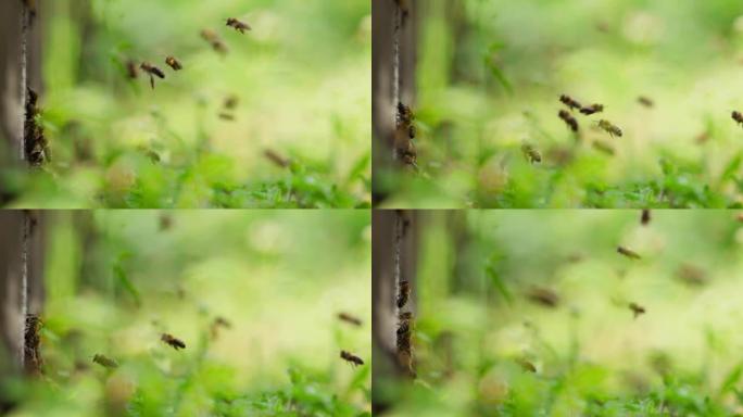 蜜蜂在春季野外飞行的慢动作