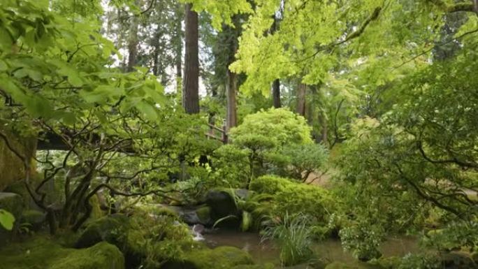 相机在日本花园的灌木丛和树木之间移动。可爱的绿色花园，有桥、溪流和树木