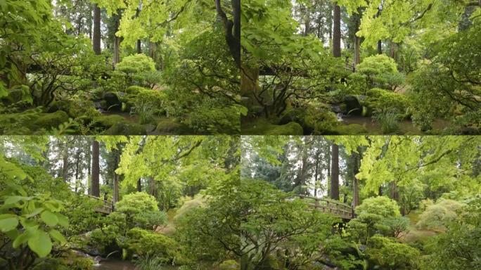 相机在日本花园的灌木丛和树木之间移动。可爱的绿色花园，有桥、溪流和树木