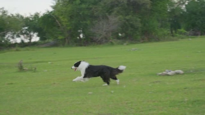 可爱的黑白边境牧羊犬在公园的夏季绿色草坪上奔跑。
