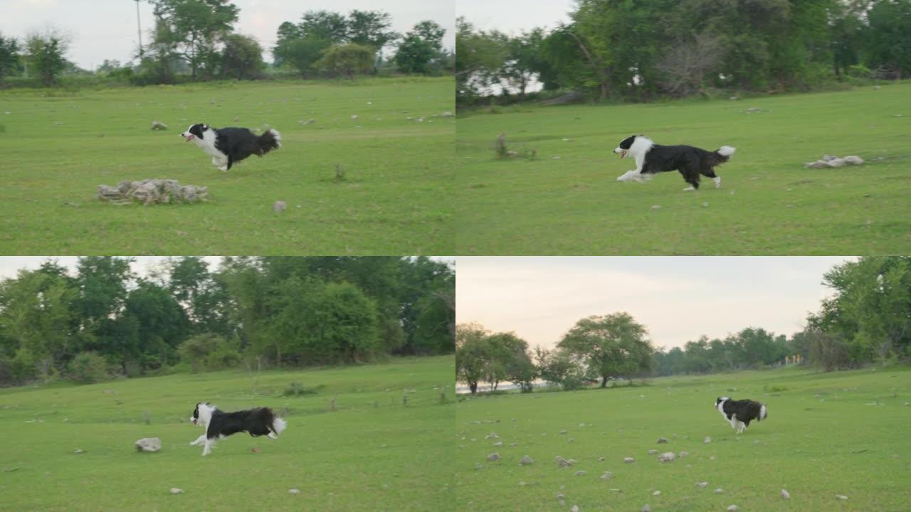 可爱的黑白边境牧羊犬在公园的夏季绿色草坪上奔跑。