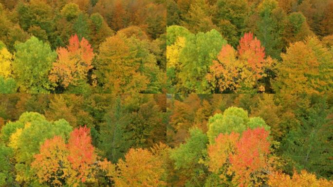 空中: 彩色秋季调色板中林地区域的美丽高角度视图