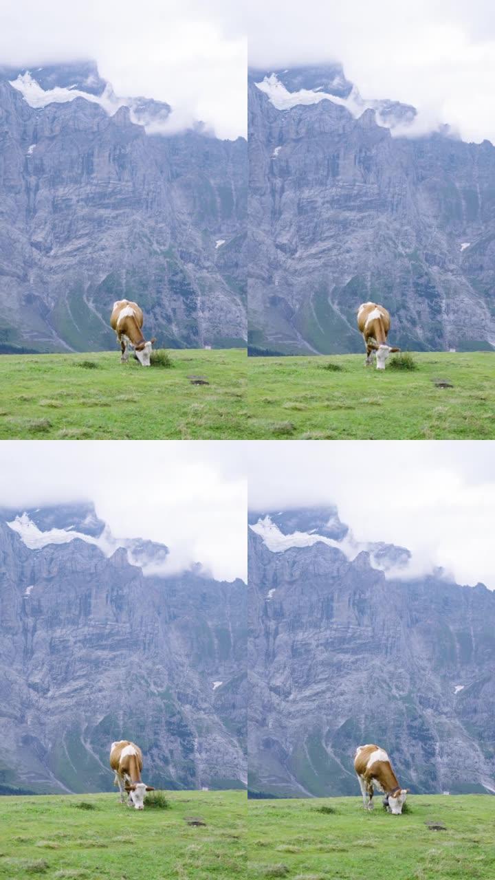 在瑞士山上的小村庄放牧牛