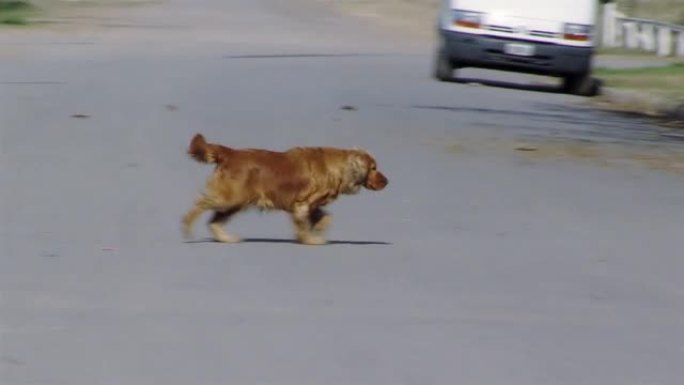 一只迷路的可卡犬狗在街上徘徊，阿根廷布宜诺斯艾利斯省。
