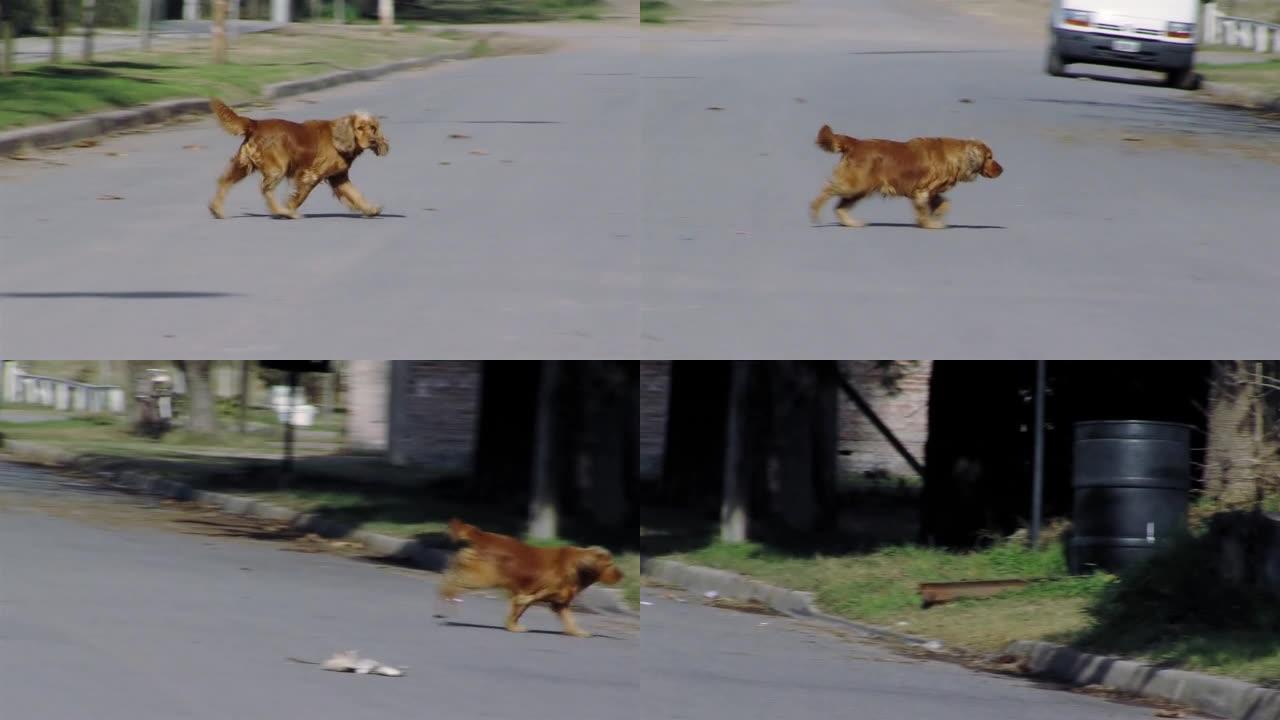 一只迷路的可卡犬狗在街上徘徊，阿根廷布宜诺斯艾利斯省。