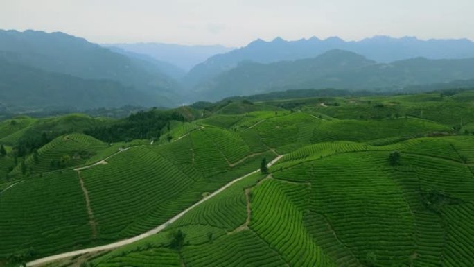 山中茶场的鸟瞰图茶叶种植基地茶山航拍视频