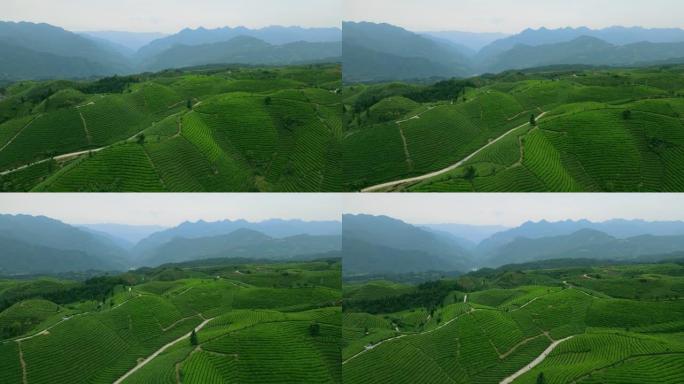 山中茶场的鸟瞰图茶叶种植基地茶山航拍视频