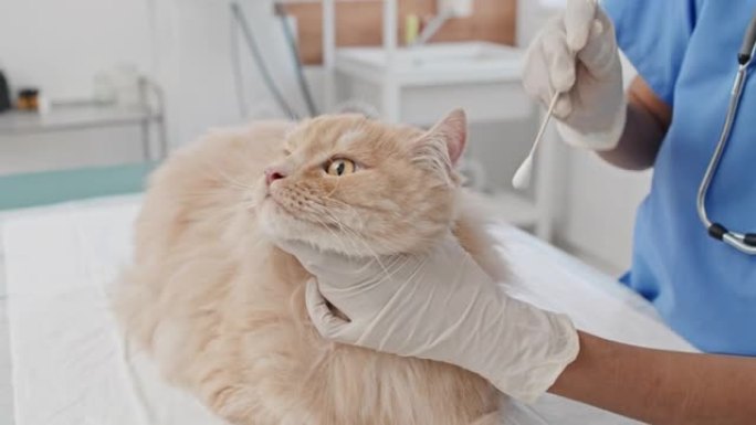 兽医医生清洁猫的耳朵