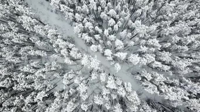 空中天桥冰冻雪域云杉林