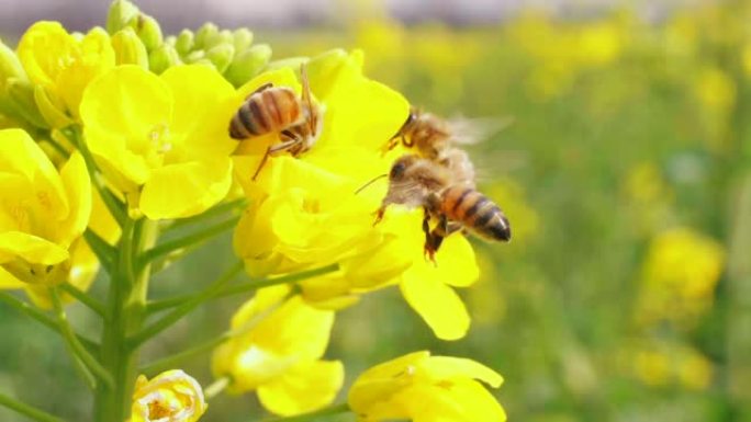 蜜蜂在黄色的油菜花上