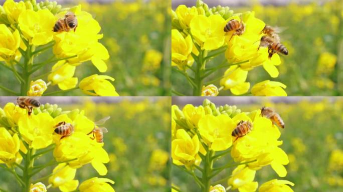 蜜蜂在黄色的油菜花上