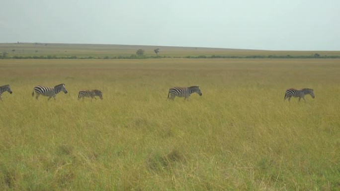 非洲野生动物园马赛马拉的斑马