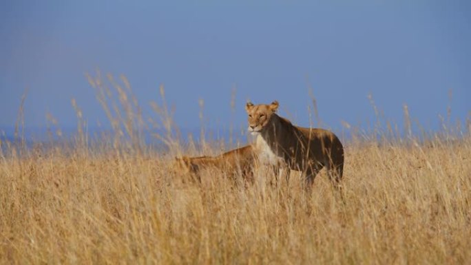 慢动作狮子站在阳光明媚的野生动物保护区高高的金色草丛中