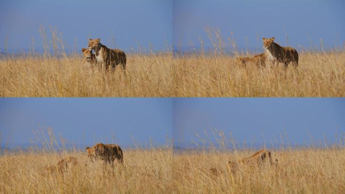 慢动作狮子站在阳光明媚的野生动物保护区高高的金色草丛中