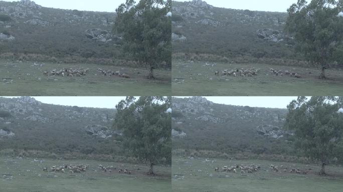 农夫和他的狗在田野里放羊，阿根廷布宜诺斯艾利斯省坦迪尔。