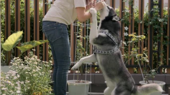 亚洲女人用爱抚摸她的狗。