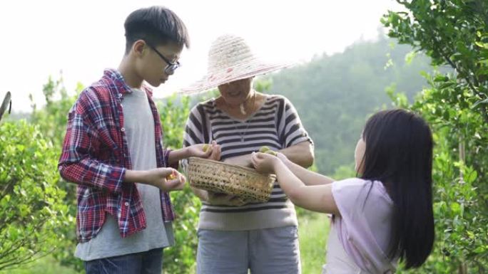 一名亚裔中国高级妇女与孙子从花园农场采摘石灰calamondin