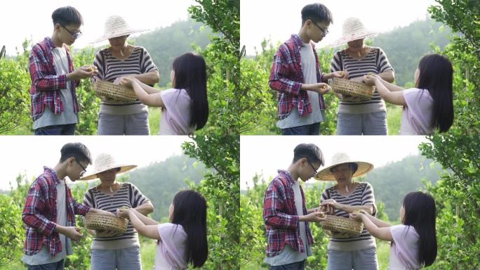 一名亚裔中国高级妇女与孙子从花园农场采摘石灰calamondin